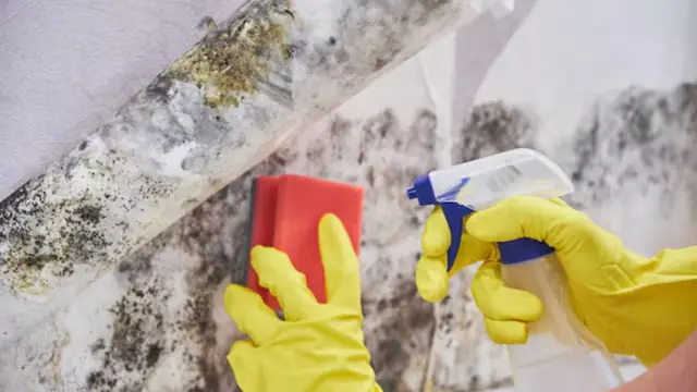 Gloved hand with a spray bottle and sponge cleaning a moldy wall
